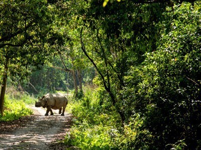 jungle safari in Nepal