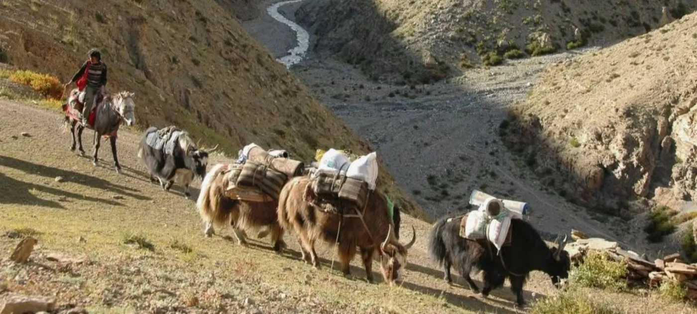 Langtang Valley Trek in Summer