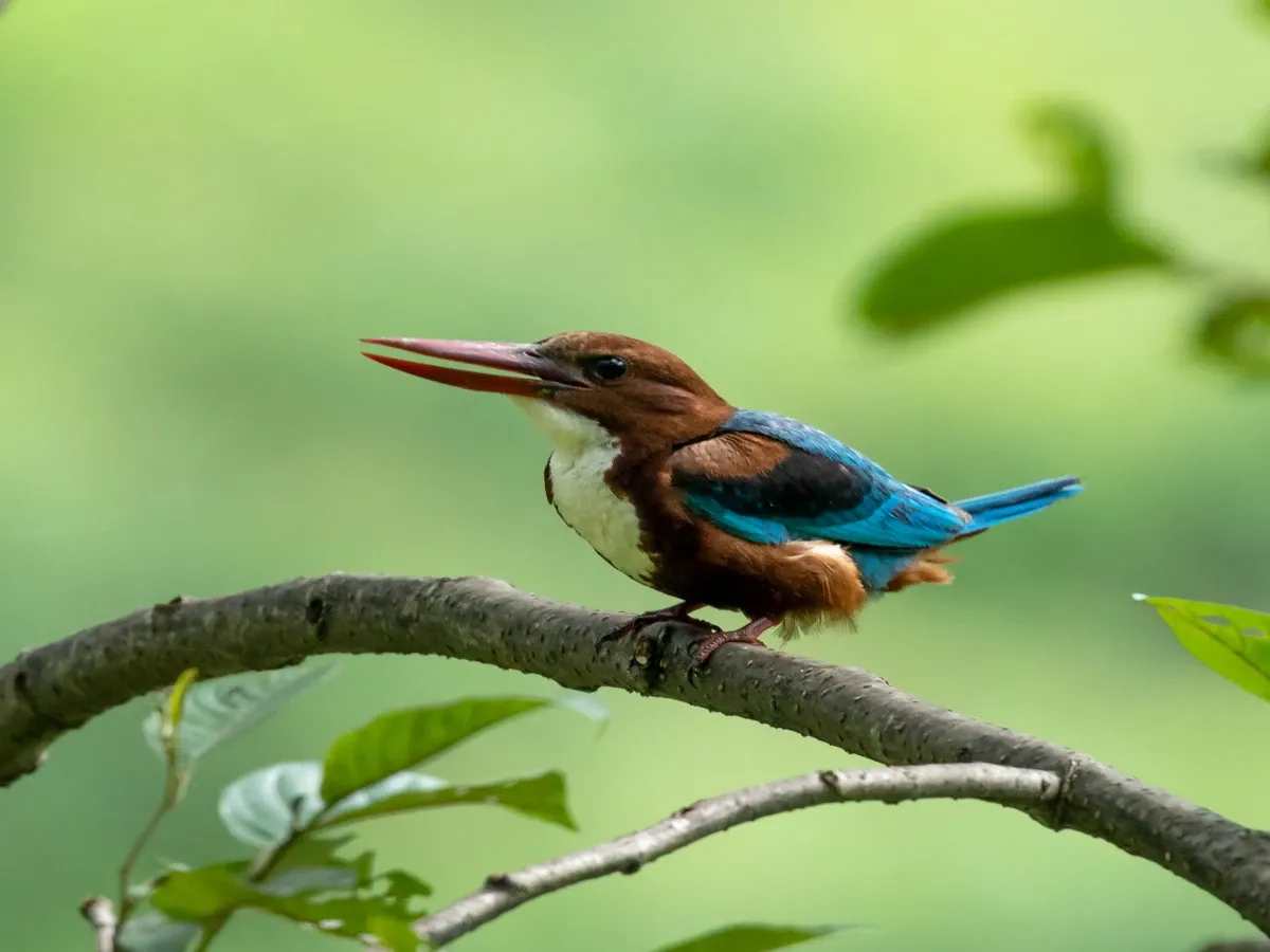 Bird watching in Phulchowki hill