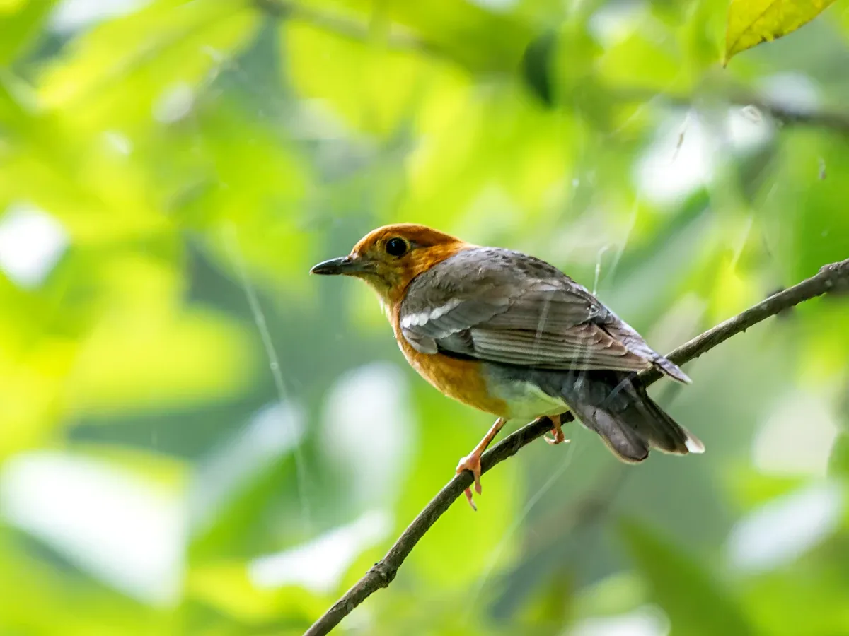 Bird watching tour in Godawori Hill