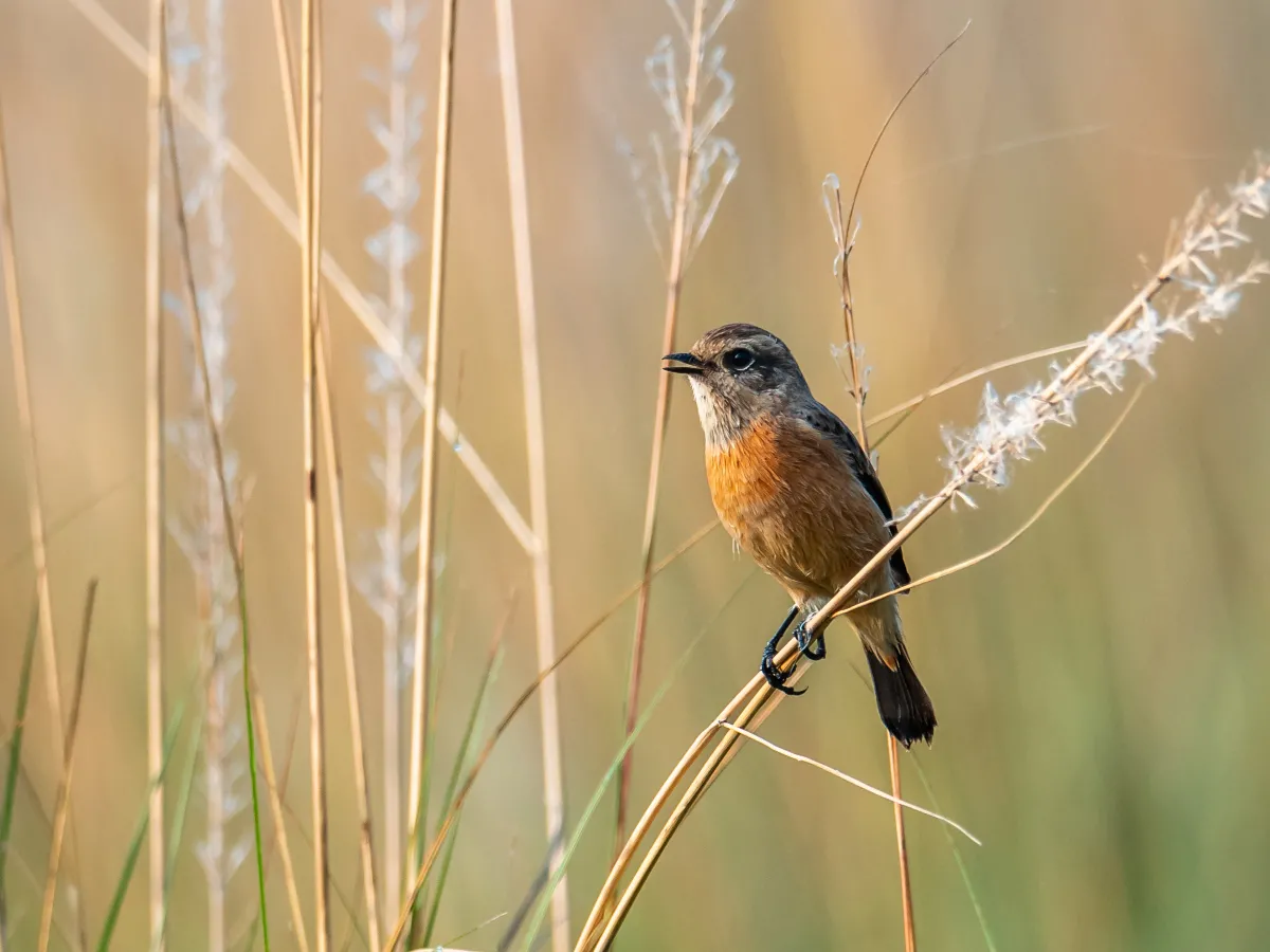Bird watching tour in Godawori