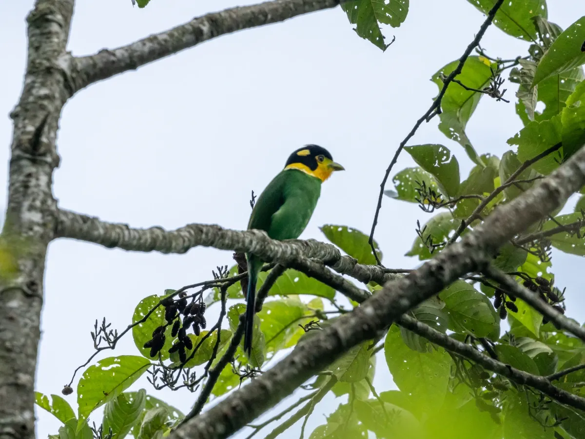 Bird watching in Nepal