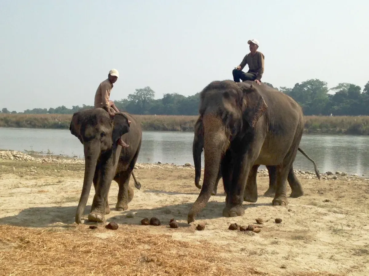 Elephant Safari in Chitwan