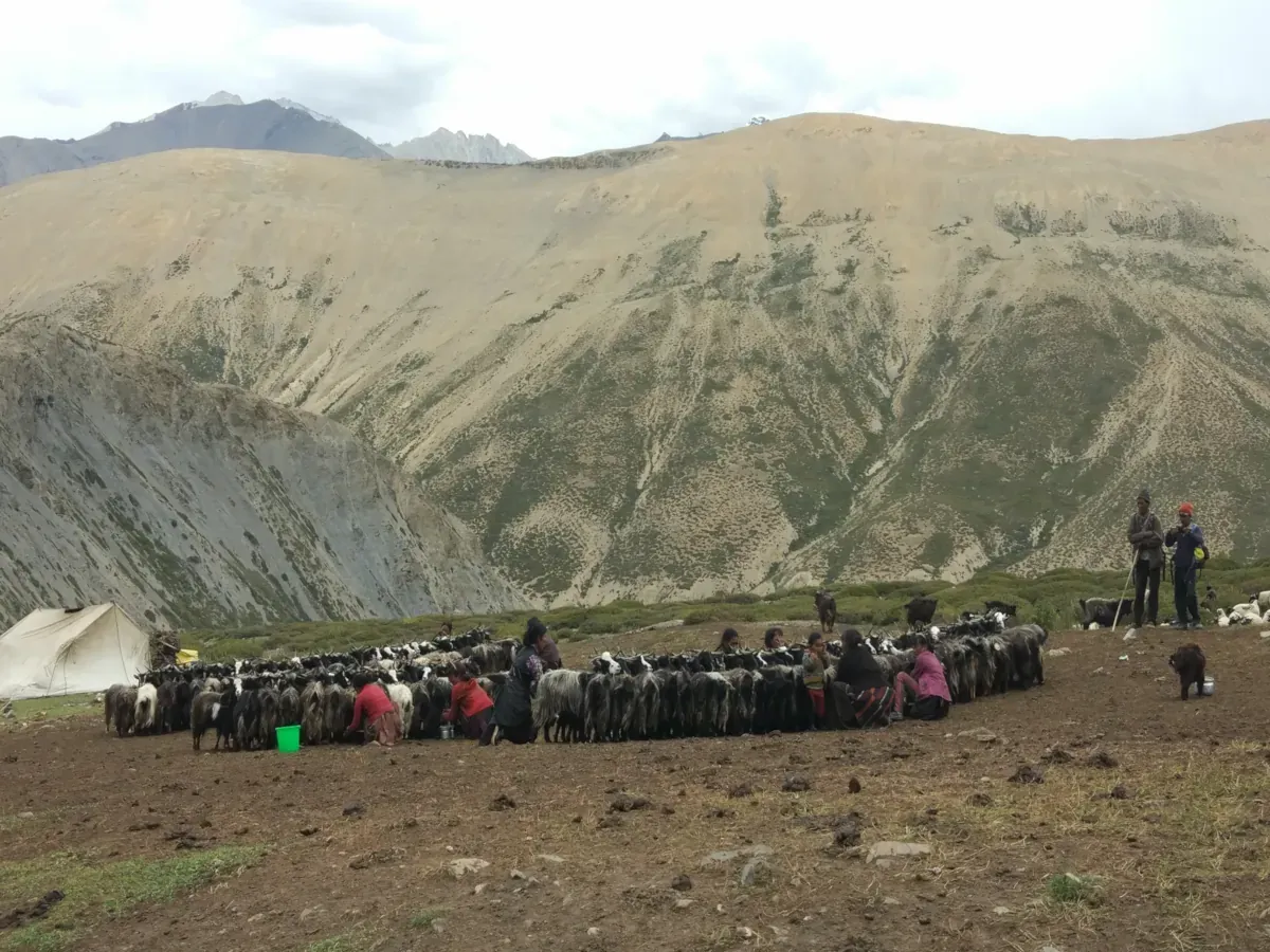 Herd of Sheep in Dolpo Region