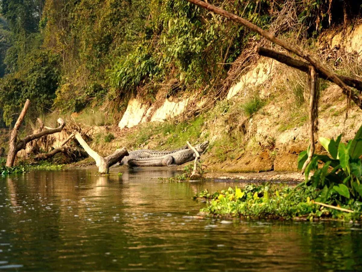 Chitwan Jungle Safari