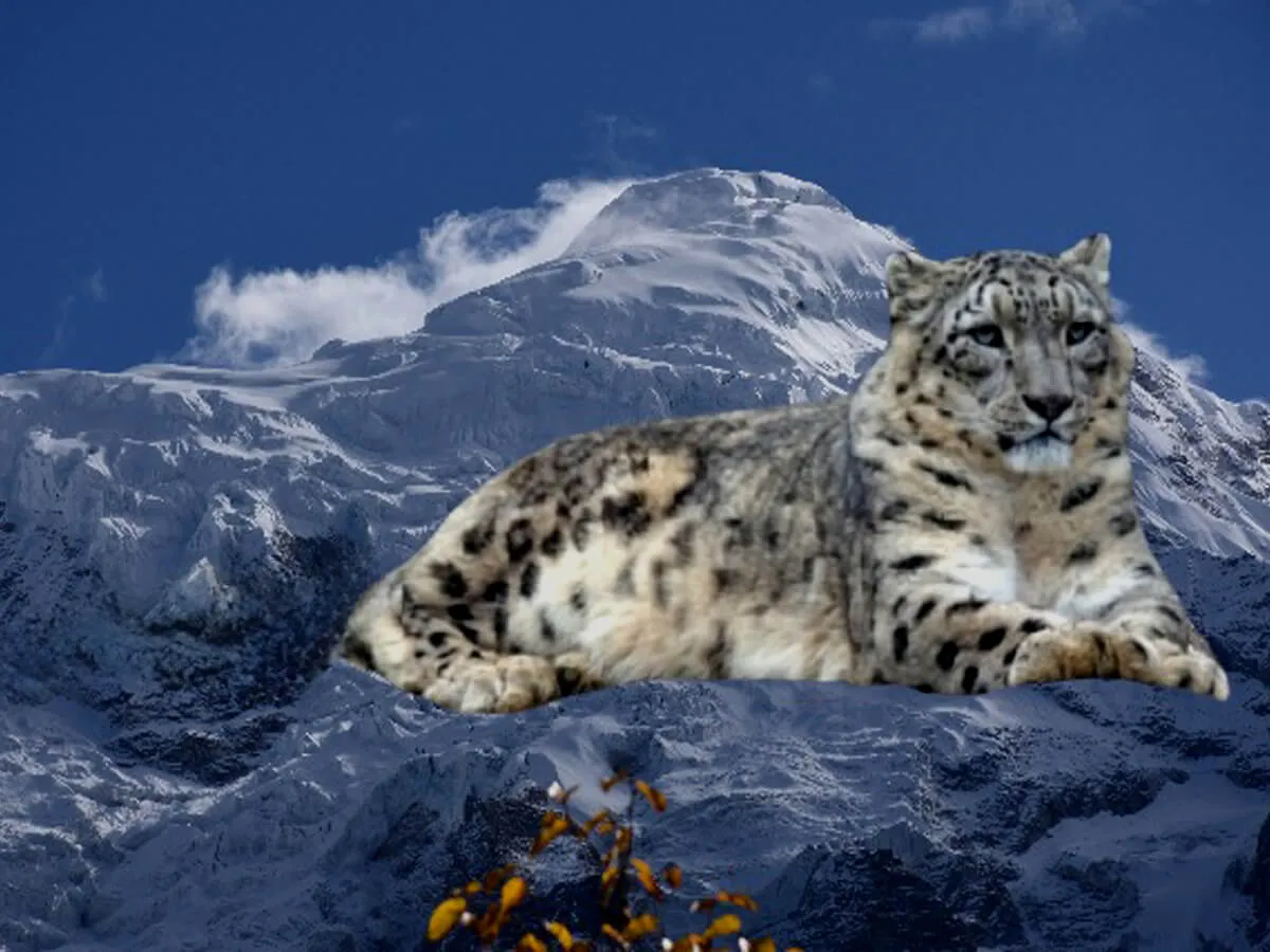 Snow Leopard Photography Tour