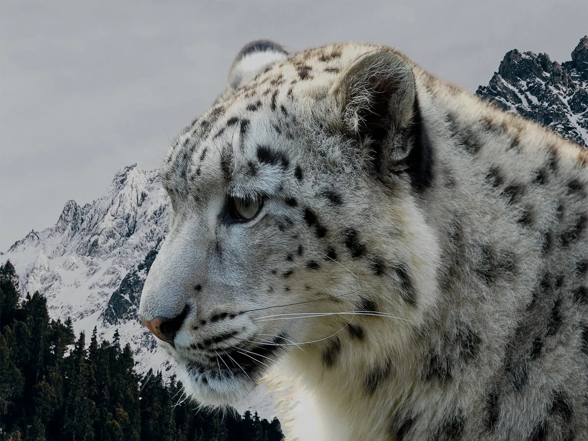 Snow Leopard Photography Tour