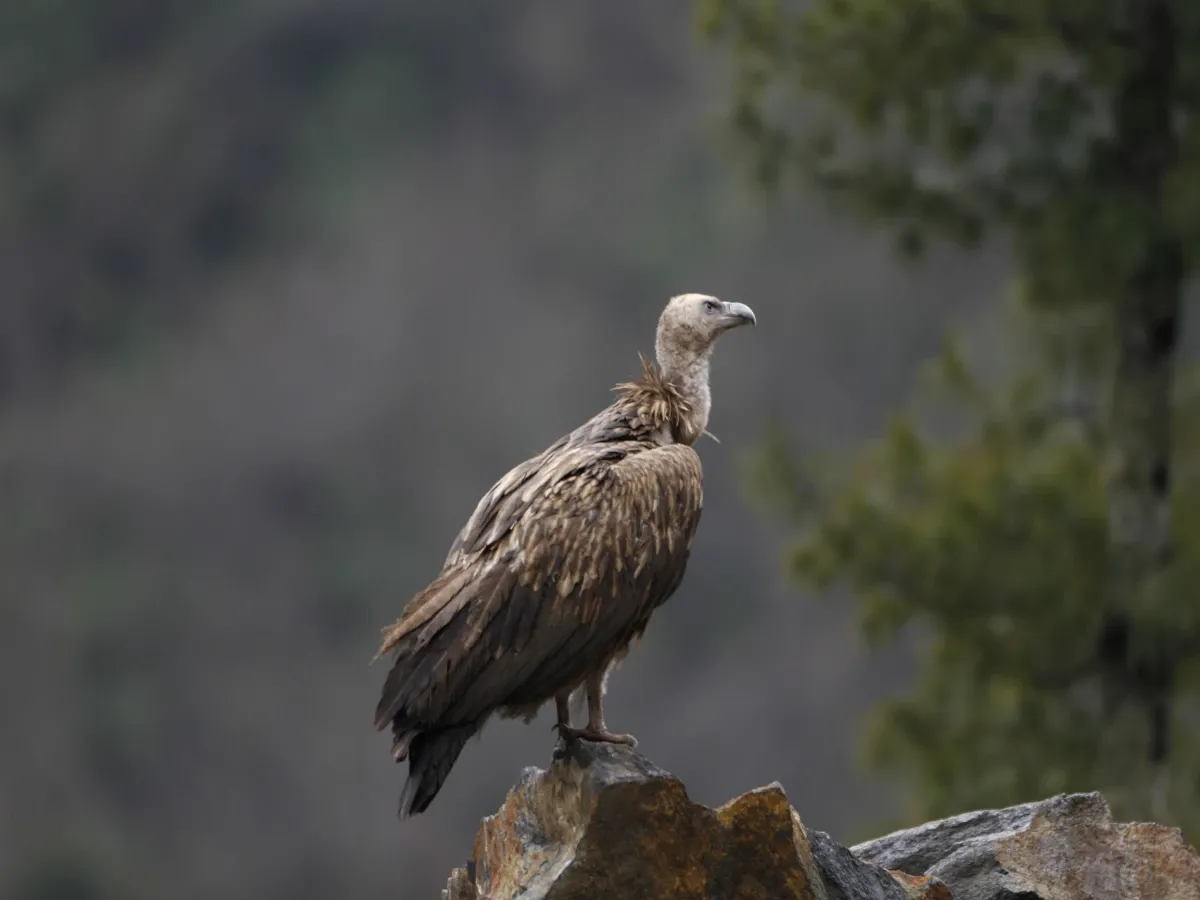 Wild vulture in Nepal