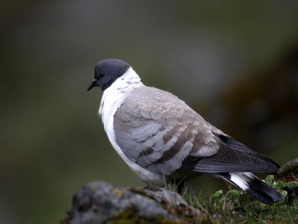 Wild Pigeon in Langtang Valley