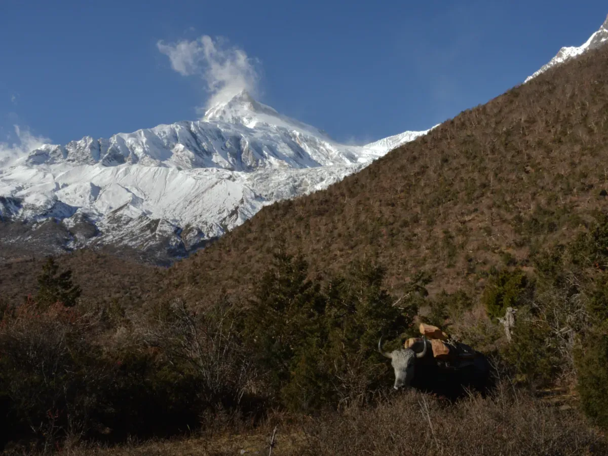Yak on Manaslu Trek