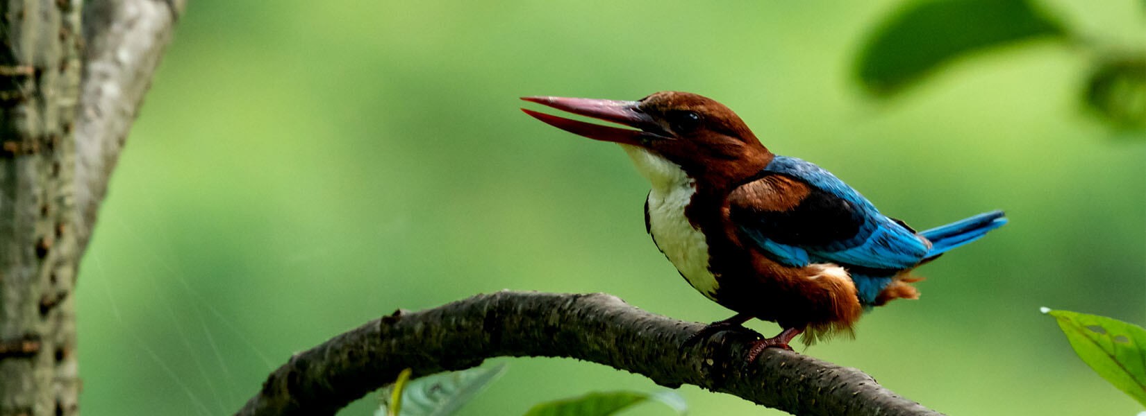 bird watching around kathmandu valley