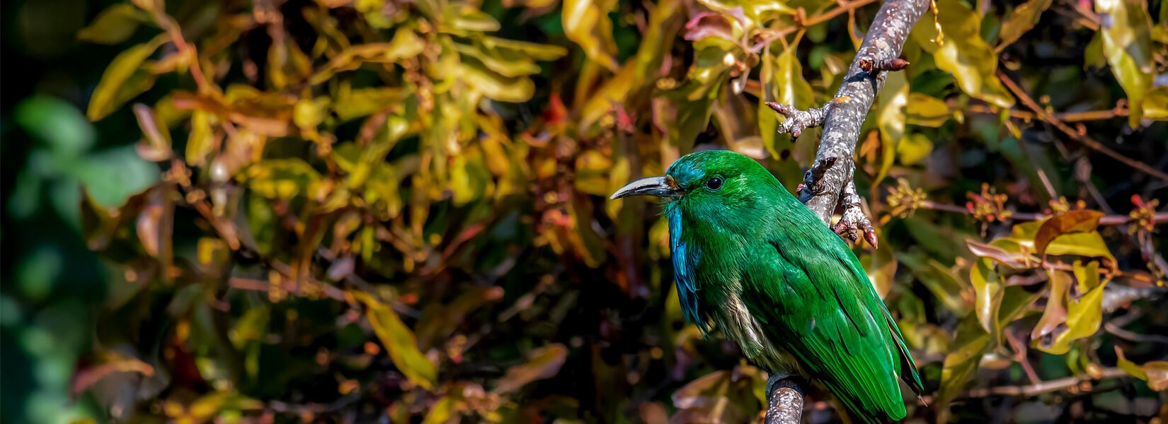 Godawori bird watching tour