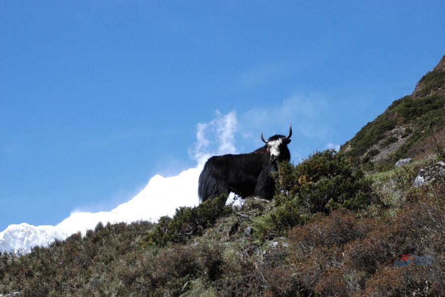 A yak standing on a hillside with snowy peaks behind.