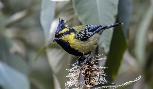 Birdwatching in Langtang Valley
