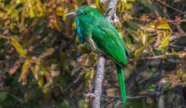 Bird watching around Kathmandu valley