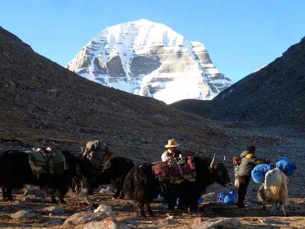 Yak