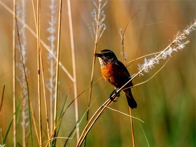 Godawori bird watching tour