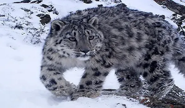 Snow Leopard Photography Tour