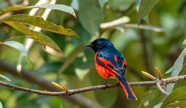 Godawori bird watching tour