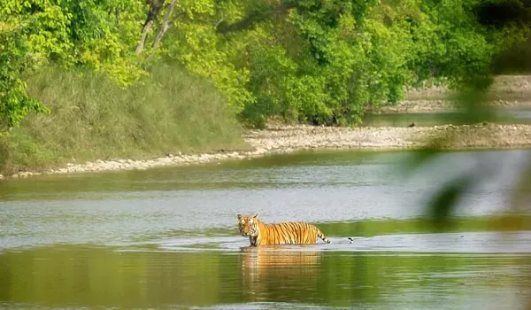 Tiger in Bardiya National Park