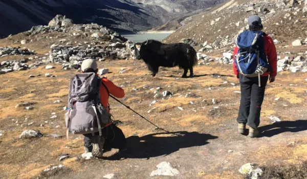 Yak on the Way to EBC